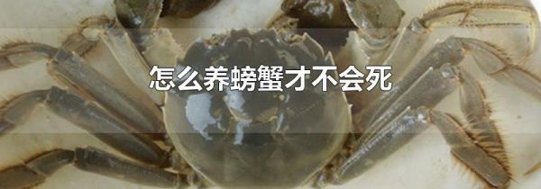 怎么养螃蟹才不会死