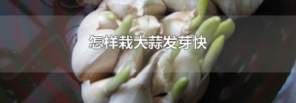 怎样栽大蒜发芽快