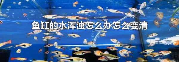 鱼缸的水浑浊怎么办怎么变清