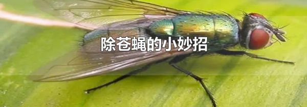 除苍蝇的小妙招
