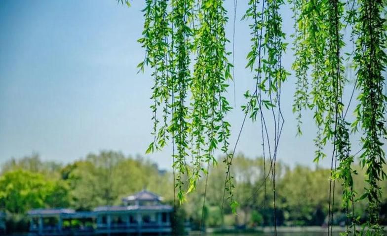 清明节有什么活动