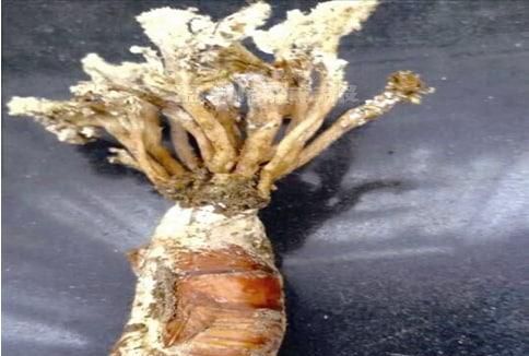 怎样形成金蝉花