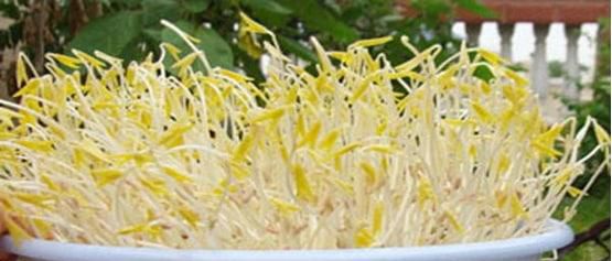 为什么用热水绿豆芽发的快