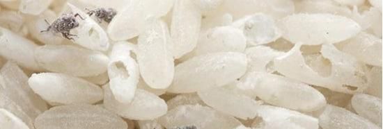 大米生牛子有办法可以去除吗