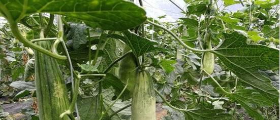 怎么看羊角蜜熟不熟