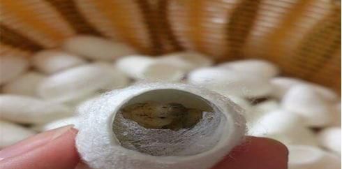 蚕茧上面有个洞的作用