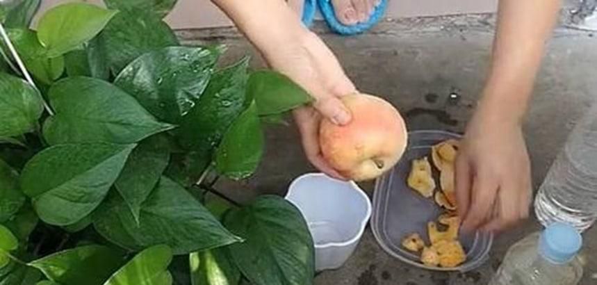 苹果皮怎么做肥料最好