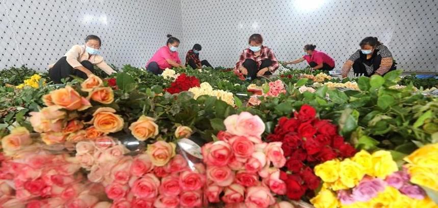 玫瑰花怎么摘干净呢