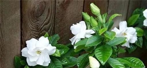 枝枝花怎样保存最好