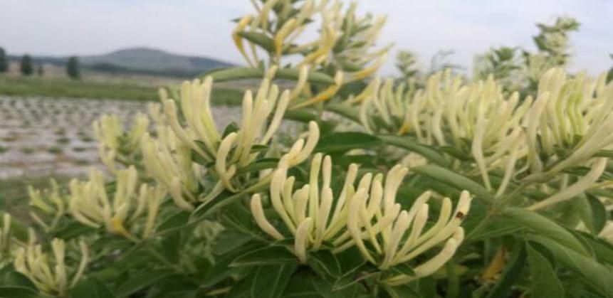 刚摘的金银花怎么保存较好