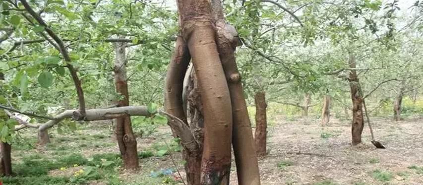 植物吸收污染物的原理是怎么样的