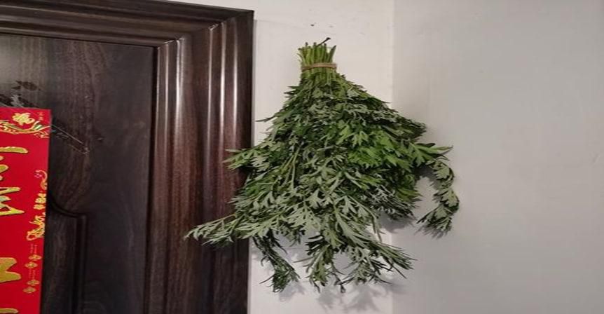 刚割的艾草怎么保存