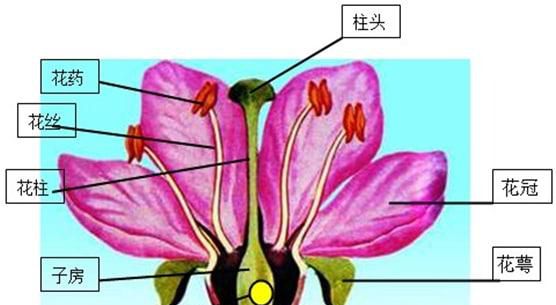 花的各部分的作用