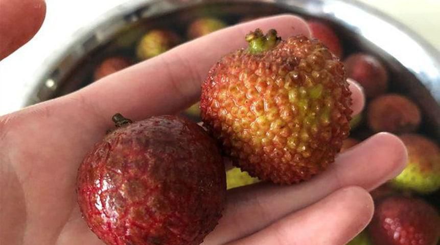 荔枝太青了要怎么办好