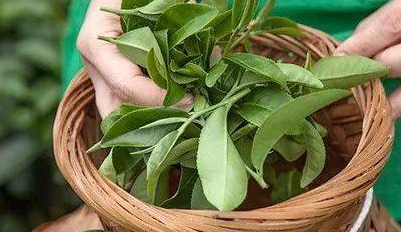 怎么辨别茶叶的好坏