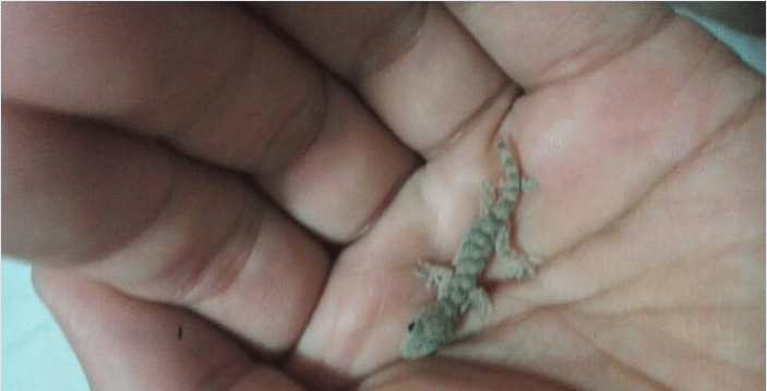 壁虎在家里是什么征兆