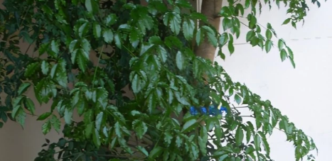 幸福树摆放位置有哪些讲究