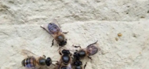 蜂王死了能补救吗