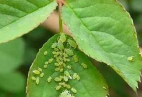 该怎样给月季花除虫