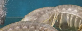 虾爬子怎么放保鲜