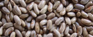 豇豆种子催熟有哪些方法
