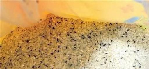如何防止米面生虫