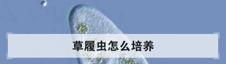 草履虫怎么培养