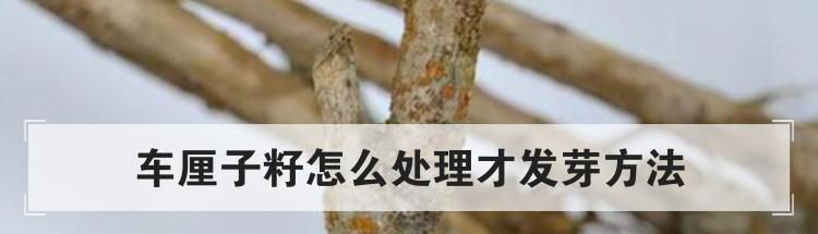 车厘子籽怎么处理才发芽方法