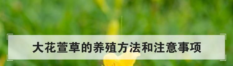 大花萱草的养殖方法和注意事项