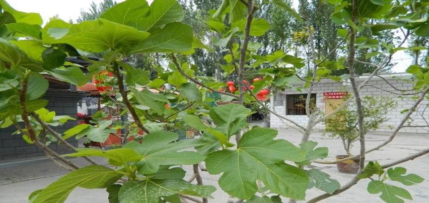 种无花果树的禁忌