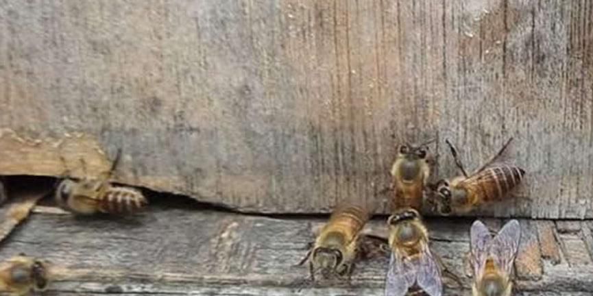 蜂王死了应怎样补救