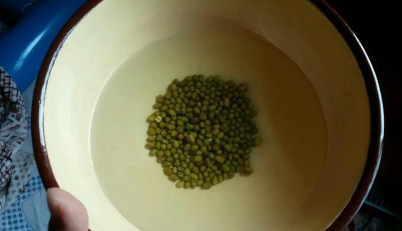 豆芽菜怎么种植自制豆芽