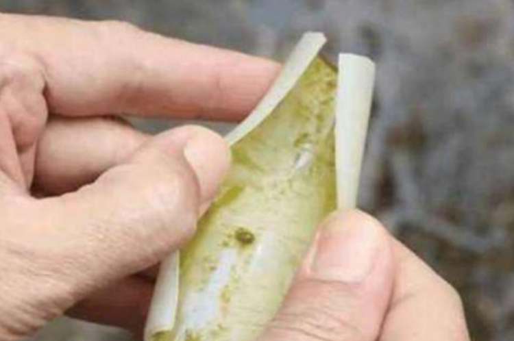 水管里有绿苔怎么处理