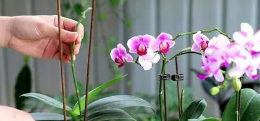 蝴蝶兰开完花后怎么处理