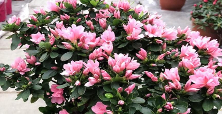 杜鹃开完花以后应该怎么办
