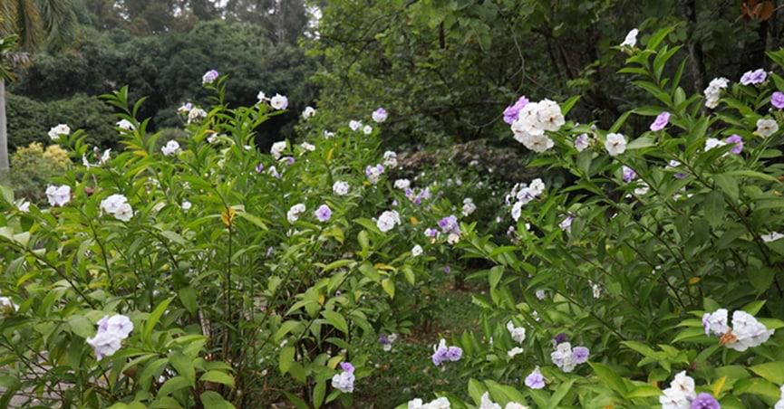 双色茉莉花怎么养
