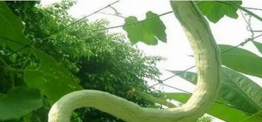 蛇豆种植时间和方法