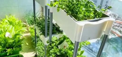 怎样在阳台上种植蔬菜