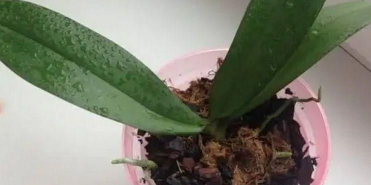 大蒜水浇花的功效与作用