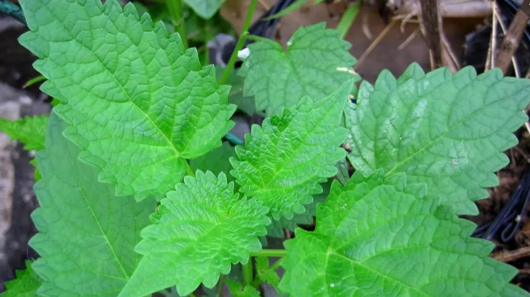 藿香种植时间和方法