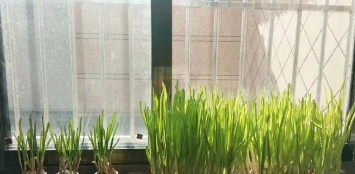 蒜苔怎么种植