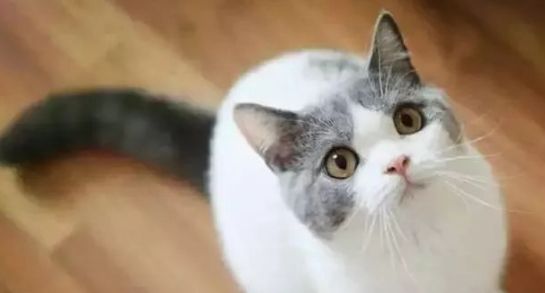 怎么去除家里的猫臭味