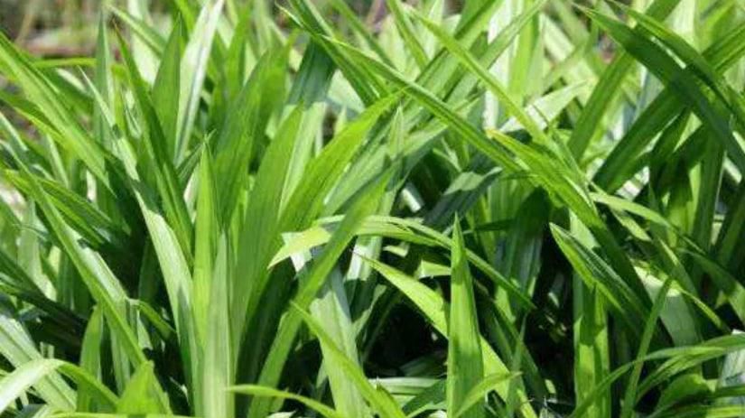 斑斓叶种植方法