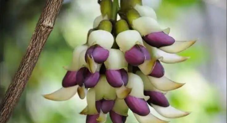 禾雀花种子种植方法