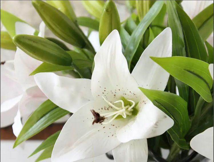 香水百合盆栽种植方法