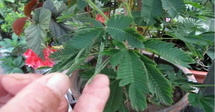 害羞草的养殖方法