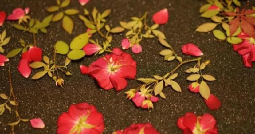 如何制作干花