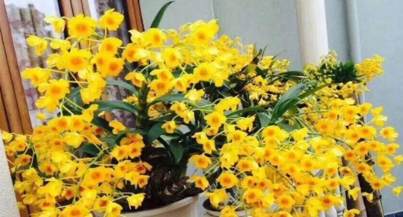 石斛兰风水摆放禁忌