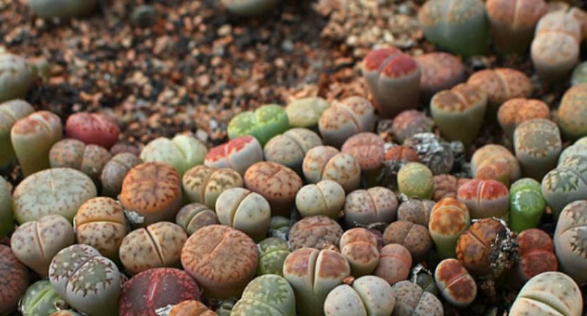 多肉植物怎么养护？