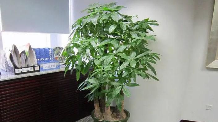 怎样才能把发财树养得好？
